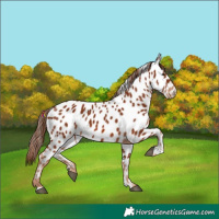Horse Color:Chestnut Appaloosa 