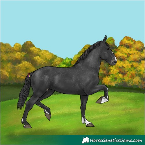 Horse Color:Black Appaloosa 