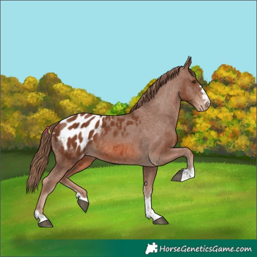 Horse Color:Chestnut Appaloosa 