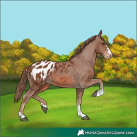 Horse Color:Chestnut Appaloosa 