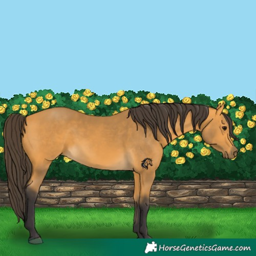 Horse Color:Buckskin 