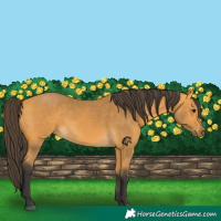 Horse Color:Buckskin 