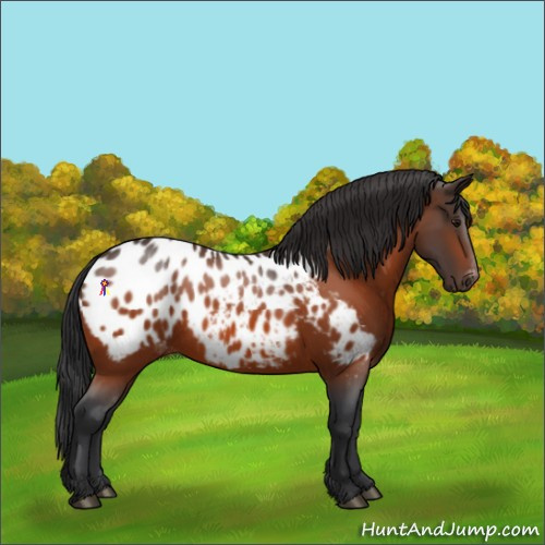 Horse Color:Bay Appaloosa