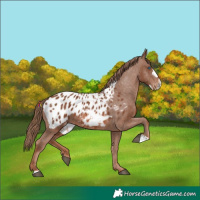 Horse Color:Chestnut Frame Appaloosa 