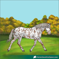 Horse Color:Chestnut Near Leopard 