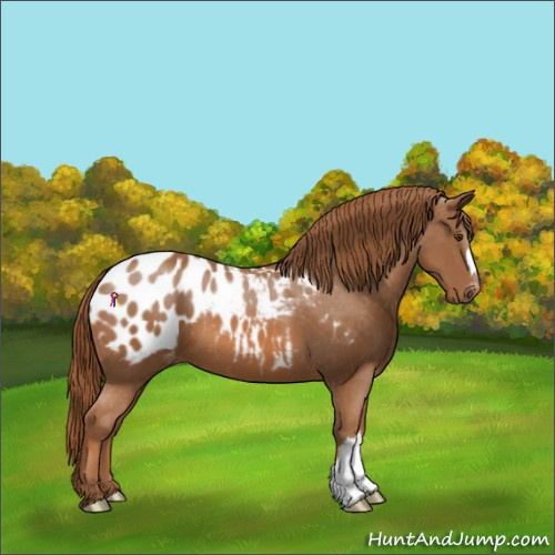 Horse Color:Chestnut Appaloosa 