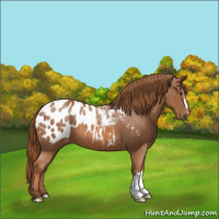 Horse Color:Chestnut Appaloosa