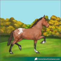 Horse Color:Bay Appaloosa 