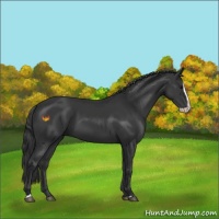 Horse Color:Black Splash 