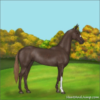 Horse Color:Liver Chestnut Rabicano 