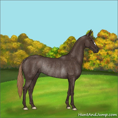 Horse Color:Liver Chestnut Rabicano 