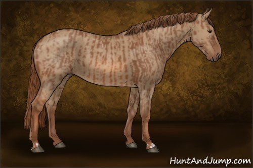 Horse Color:Chestnut  and Red Dun 