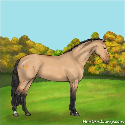 Horse Color:Bay Dun