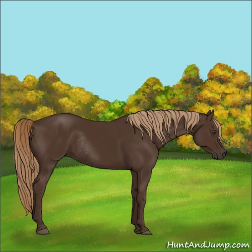 Horse Color:Liver Chestnut Rabicano