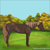 Horse Color:Liver Chestnut Rabicano 