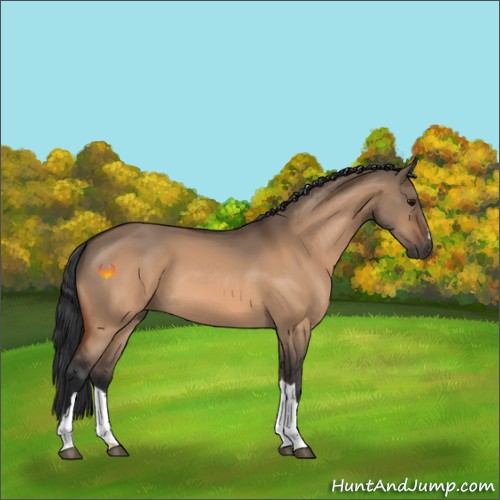 Horse Color:Bay Dun 