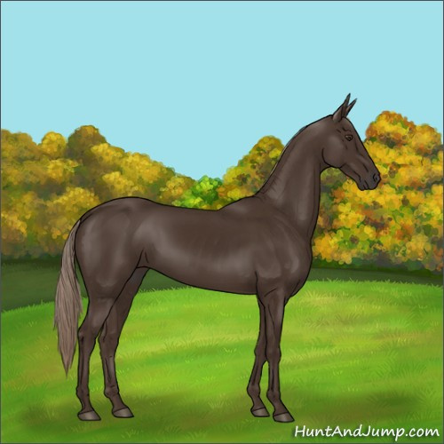 Horse Color:Liver Chestnut Rabicano 