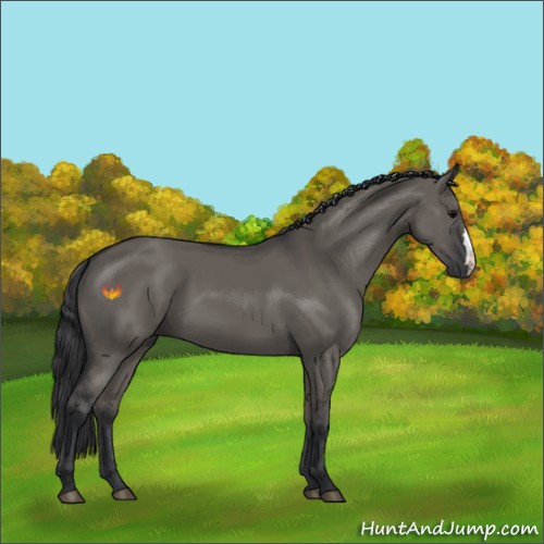 Horse Color:Grullo