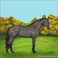 Horse Color:Grullo 