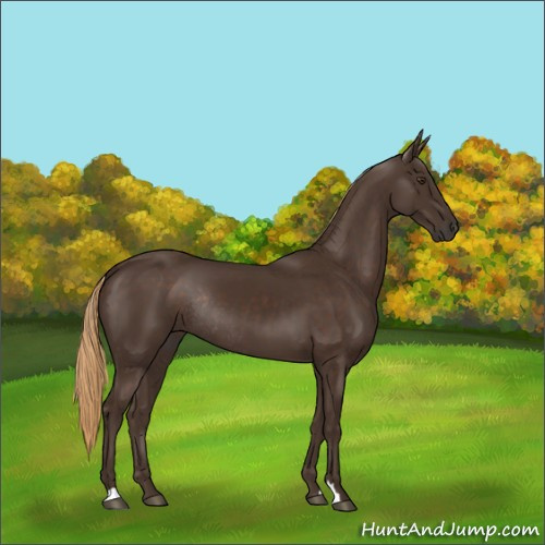 Horse Color:Liver Chestnut Rabicano 