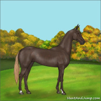 Horse Color:Liver Chestnut Rabicano 