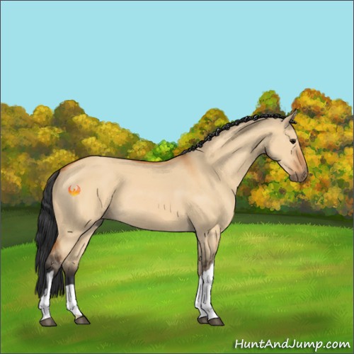 Horse Color:Bay Dun 