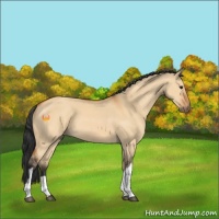 Horse Color:Bay Dun 
