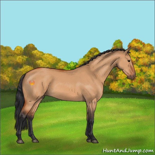 Horse Color:Bay Dun
