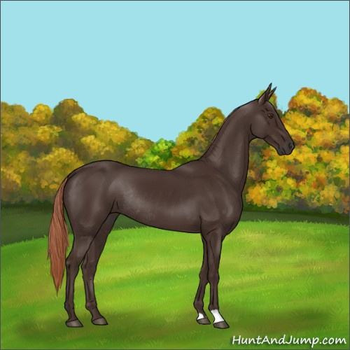 Horse Color:Liver Chestnut Rabicano 