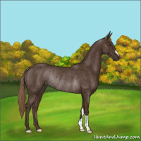 Horse Color:Liver Chestnut Rabicano