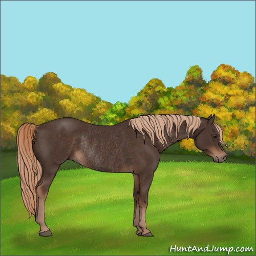 Horse Color:Liver Chestnut Rabicano