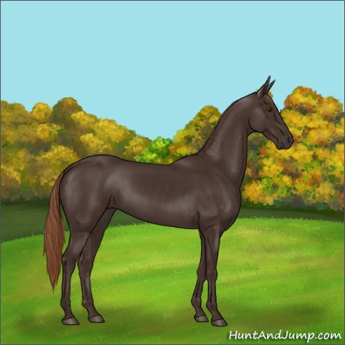 Horse Color:Liver Chestnut Rabicano