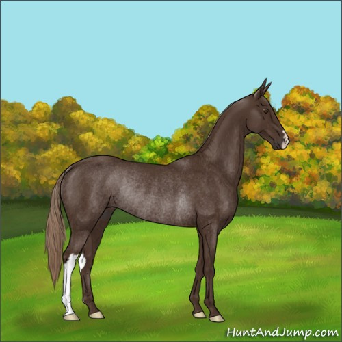 Horse Color:Liver Chestnut Rabicano 
