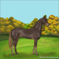 Horse Color:Liver Chestnut Rabicano
