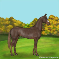 Horse Color:Liver Chestnut Rabicano 