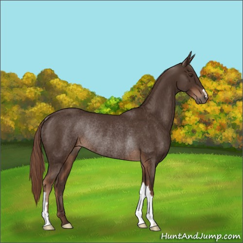 Horse Color:Liver Chestnut Rabicano 
