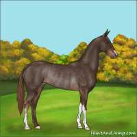 Horse Color:Liver Chestnut Rabicano