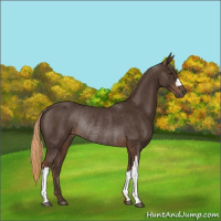 Horse Color:Liver Chestnut Rabicano 