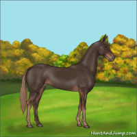 Horse Color:Liver Chestnut Rabicano 