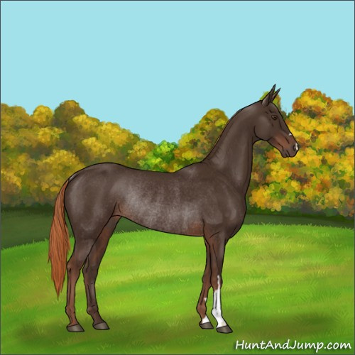 Horse Color:Liver Chestnut Rabicano 