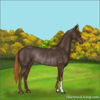 Horse Color:Liver Chestnut Rabicano 