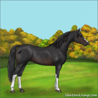 Horse Color:Brown Rabicano 