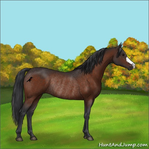 Horse Color:Brown Rabicano