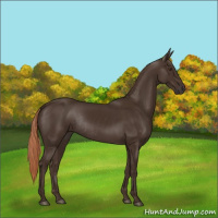 Horse Color:Liver Chestnut Rabicano 
