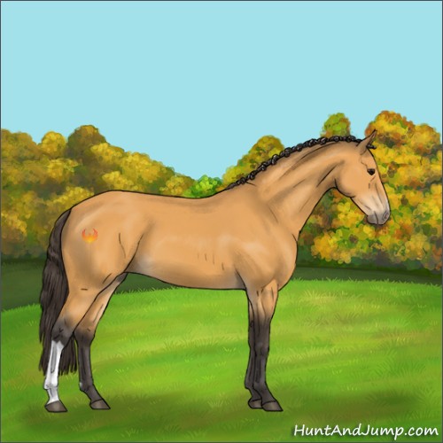 Horse Color:Buckskin 