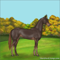 Horse Color:Liver Chestnut Rabicano 