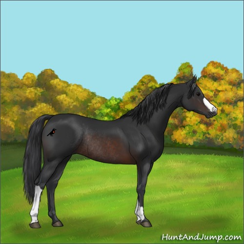 Horse Color:Brown Rabicano