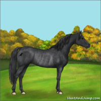 Horse Color:Black Rabicano 