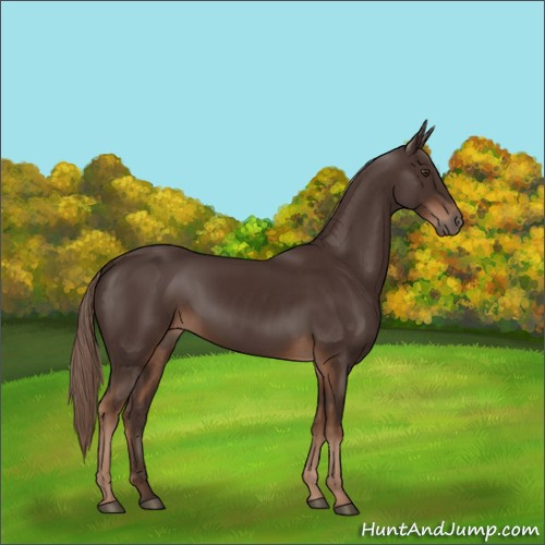 Horse Color:Liver Chestnut Rabicano