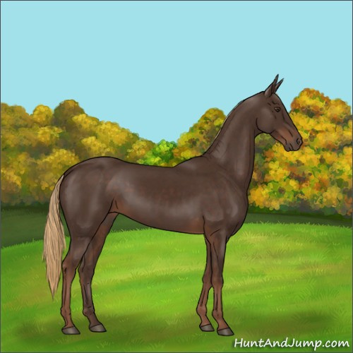Horse Color:Liver Chestnut Rabicano 